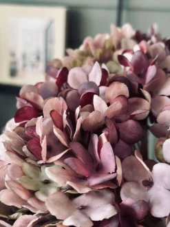 VIAMAJA Hortensia Old Rose New