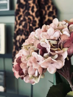 VIAMAJA Hortensia Old Rose New