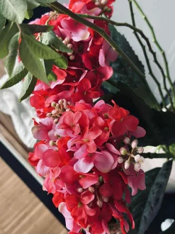 VIAMAJA Hortensia Pink Discount