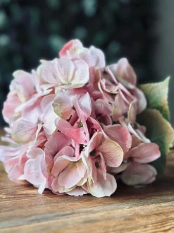 VIAMAJA Hortensia Rosa Hot