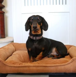 VIAMAJA Hundekurv i fløjl 70x52cm Discount