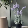 VIAMAJA Lavendel 40cm - Lys lilla Discount