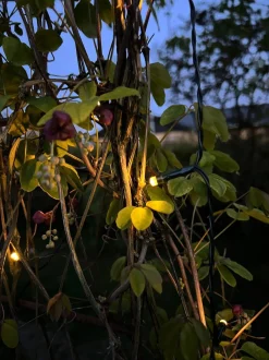 VIAMAJA Lyskæde med 60 led lys - solceller - Ekstra kraftig Best