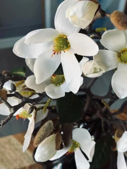 VIAMAJA Magnoliagren - 52cm New