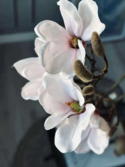 VIAMAJA Magnoliagren - Pink 52cm Best