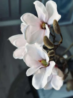 VIAMAJA Magnoliagren pink - 92cm Best