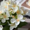VIAMAJA Mini hortensia i potte - flere farver Online