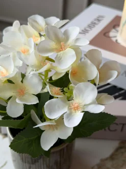 VIAMAJA Mini hortensia i potte - flere farver Online