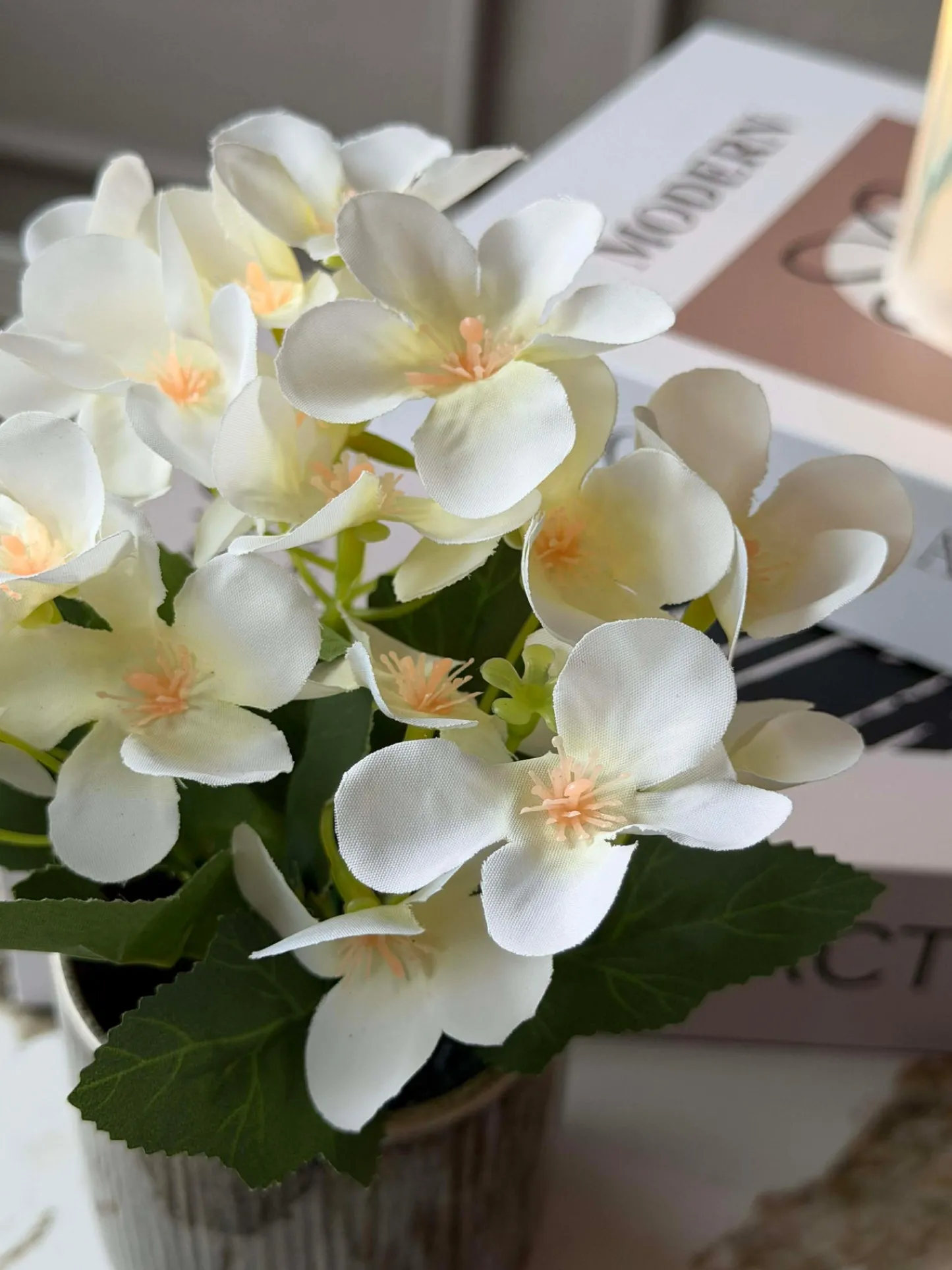 VIAMAJA Mini hortensia i potte - flere farver Online