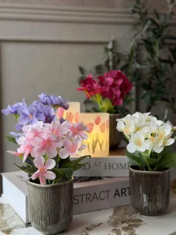 VIAMAJA Mini hortensia i potte - flere farver Online