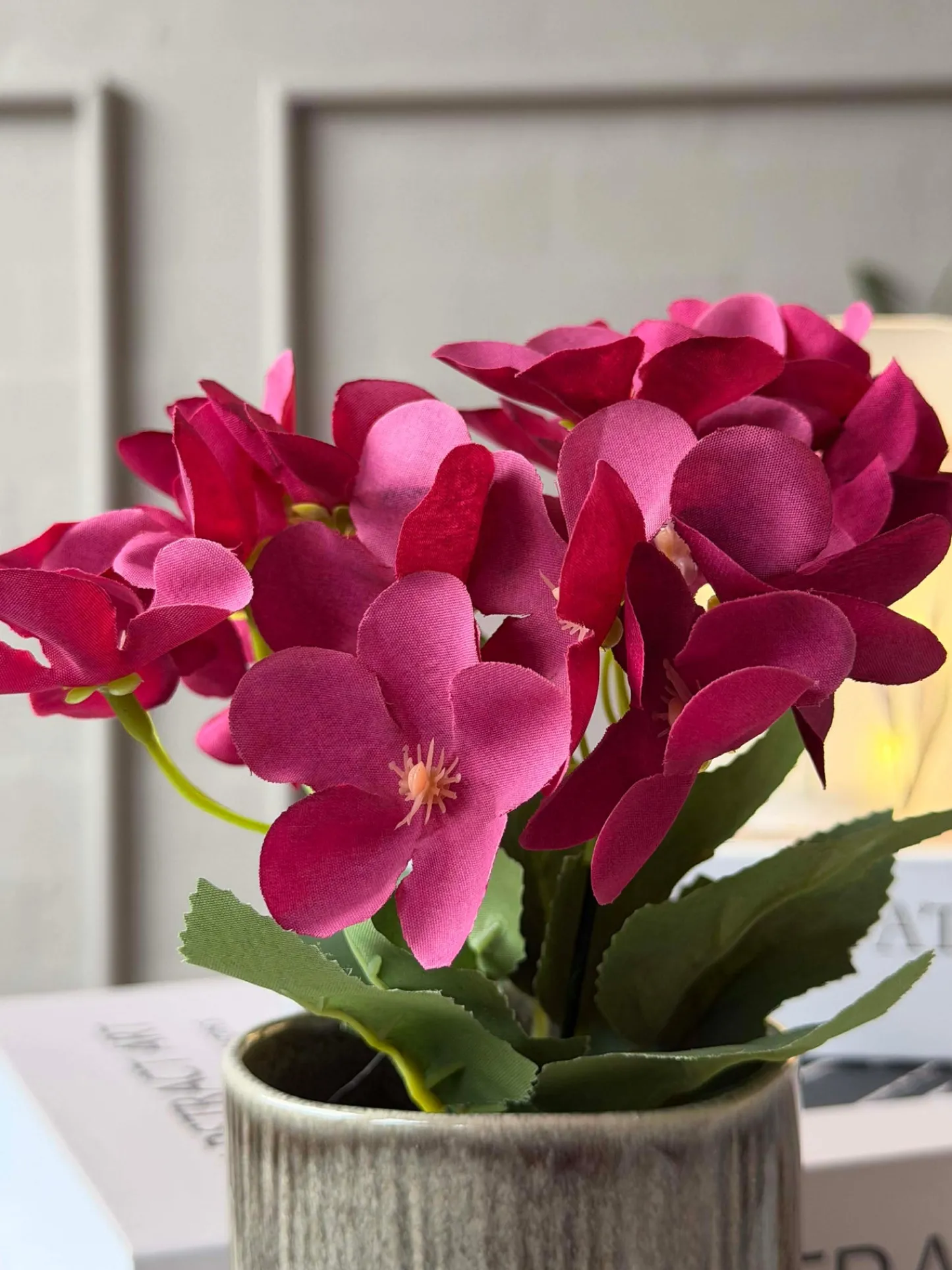 VIAMAJA Mini hortensia i potte - flere farver Online