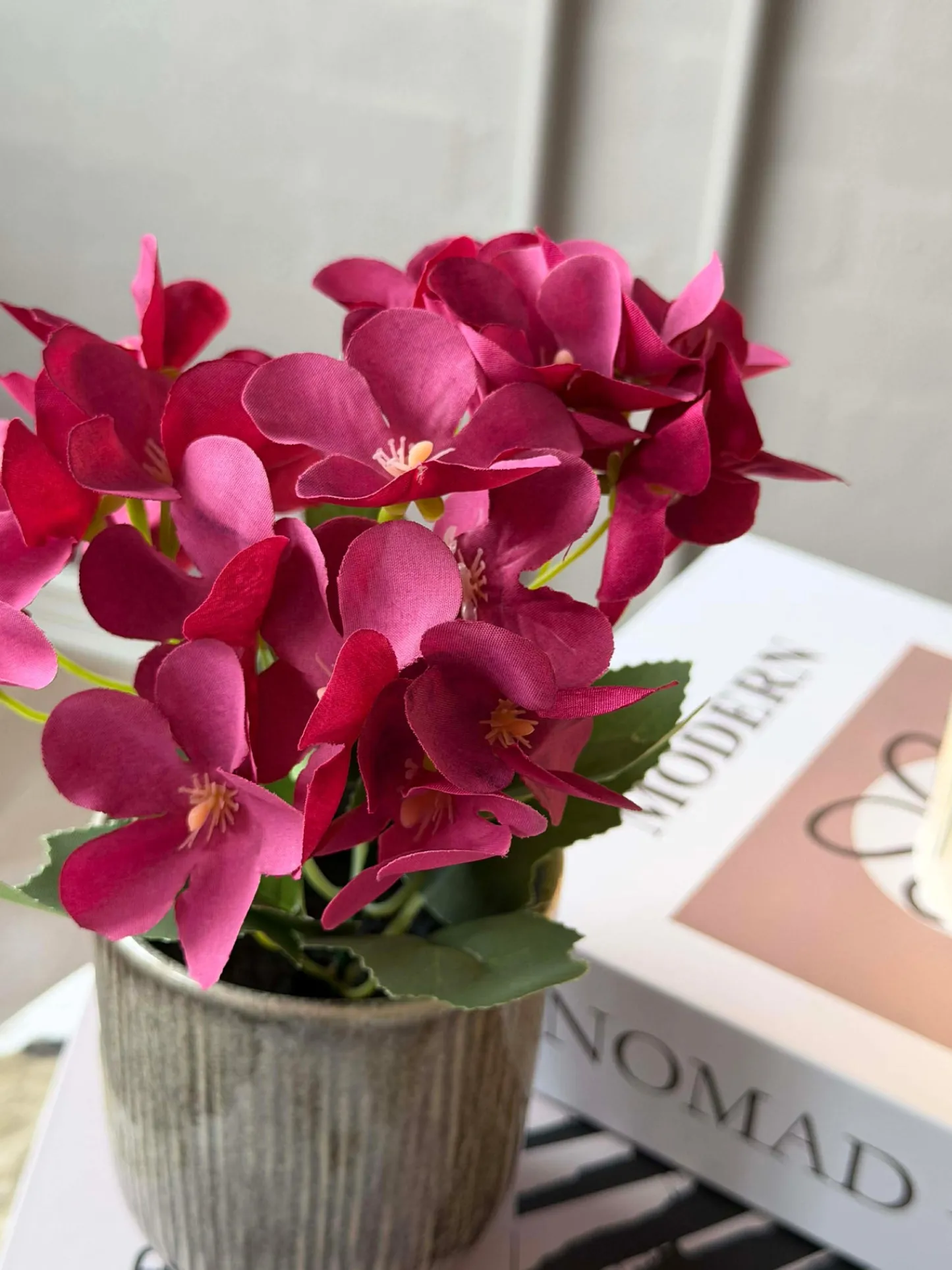 VIAMAJA Mini hortensia i potte - flere farver Online