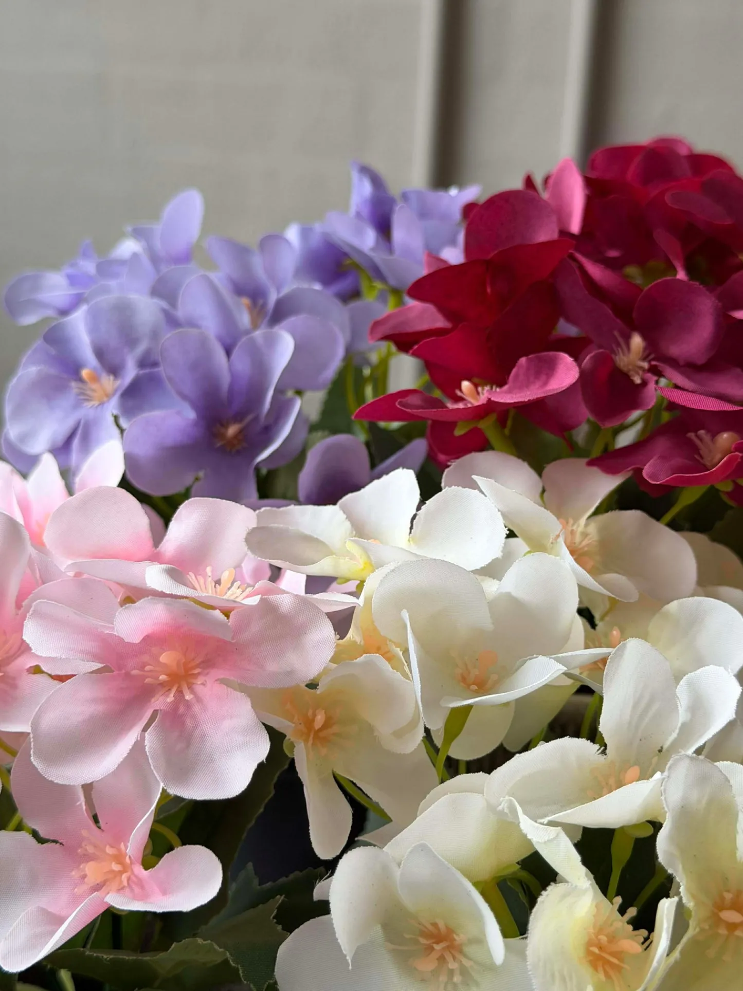 VIAMAJA Mini hortensia i potte - flere farver Online