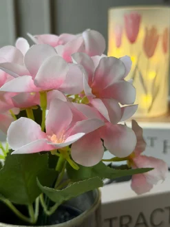VIAMAJA Mini hortensia i potte - flere farver Online