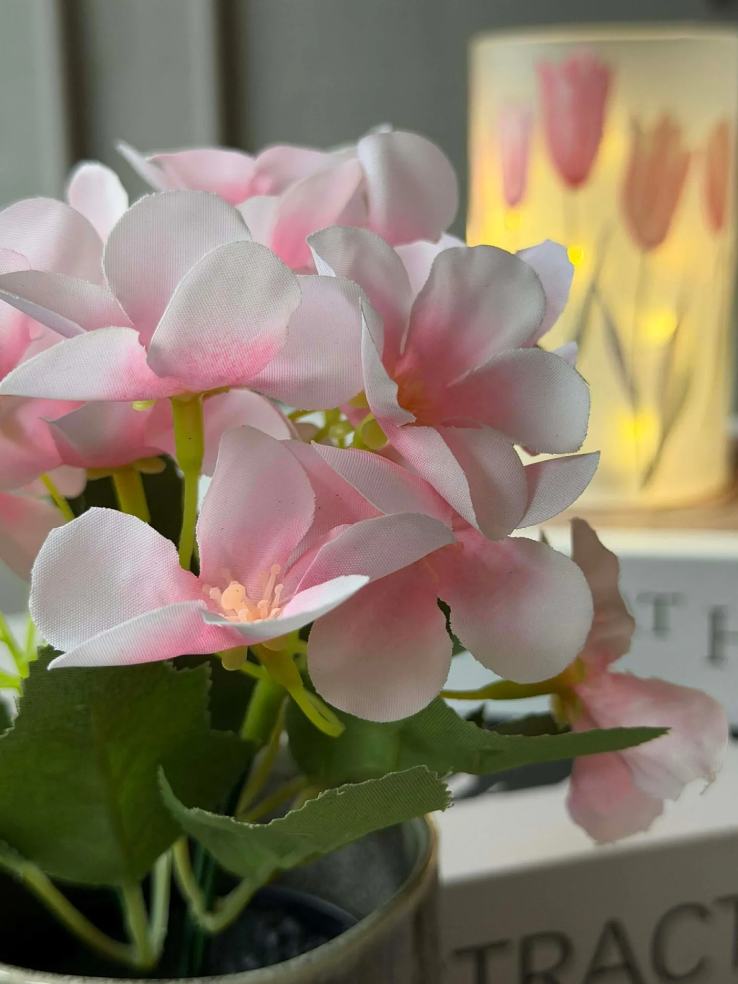VIAMAJA Mini hortensia i potte - flere farver Online