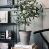 VIAMAJA Oliventræ 85cm Discount