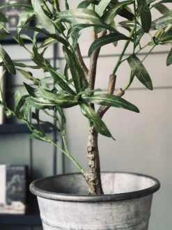 VIAMAJA Oliventræ 85cm Discount