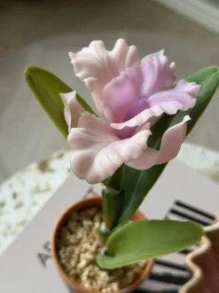 VIAMAJA Orkidé i Potte Rosa - Flere størrelser Best
