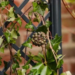 VIAMAJA Plantekasse med espalier New