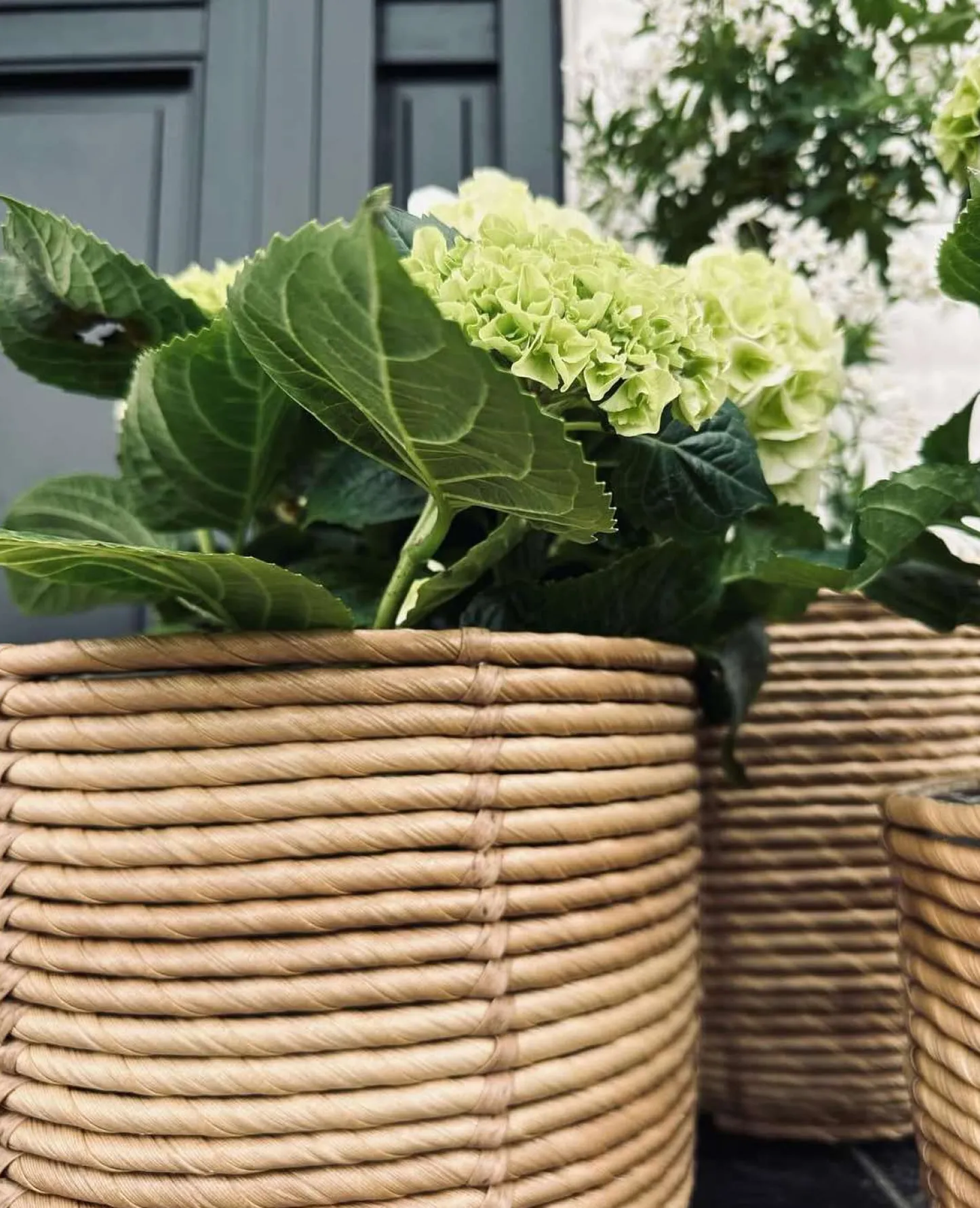 VIAMAJA Plantekurve RATTAN BIG - Sæt med 3 størrelser