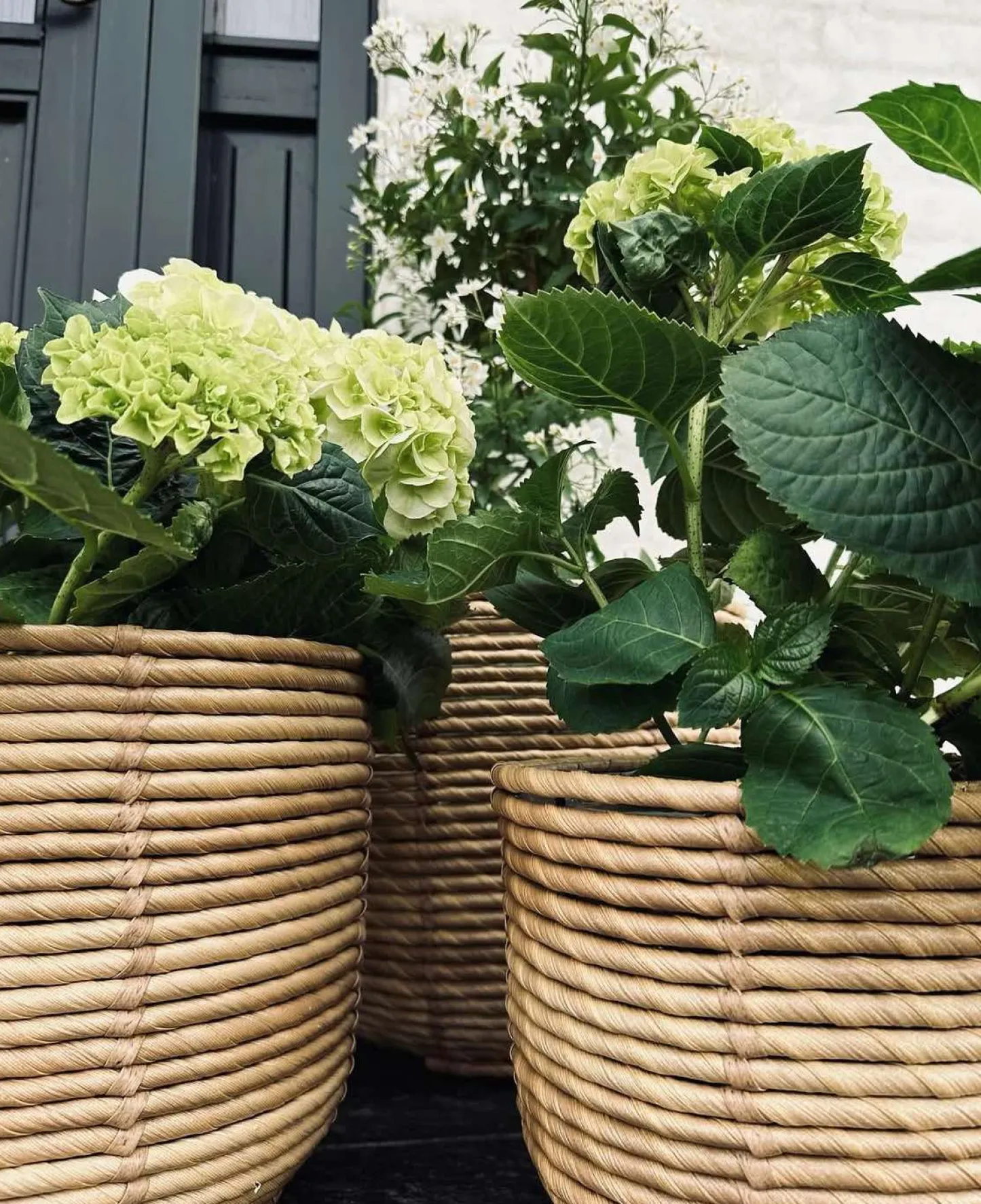 VIAMAJA Plantekurve RATTAN BIG - Sæt med 3 størrelser