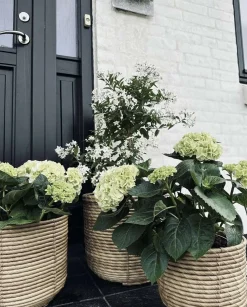 VIAMAJA Plantekurve RATTAN BIG - Sæt med 3 størrelser