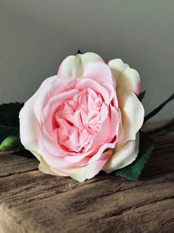 VIAMAJA Rose 45cm – Pink Hot