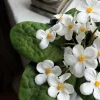 VIAMAJA Saintpaulia i potte - flere farver Clearance