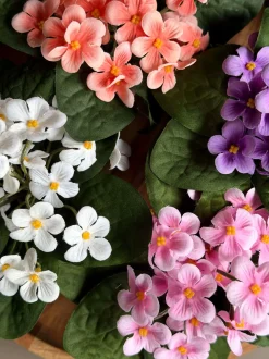 VIAMAJA Saintpaulia i potte - flere farver Clearance
