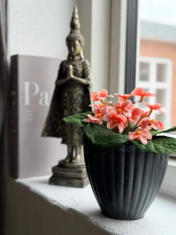 VIAMAJA Saintpaulia i potte - flere farver Clearance