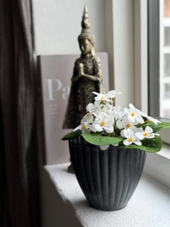 VIAMAJA Saintpaulia i potte - flere farver Clearance