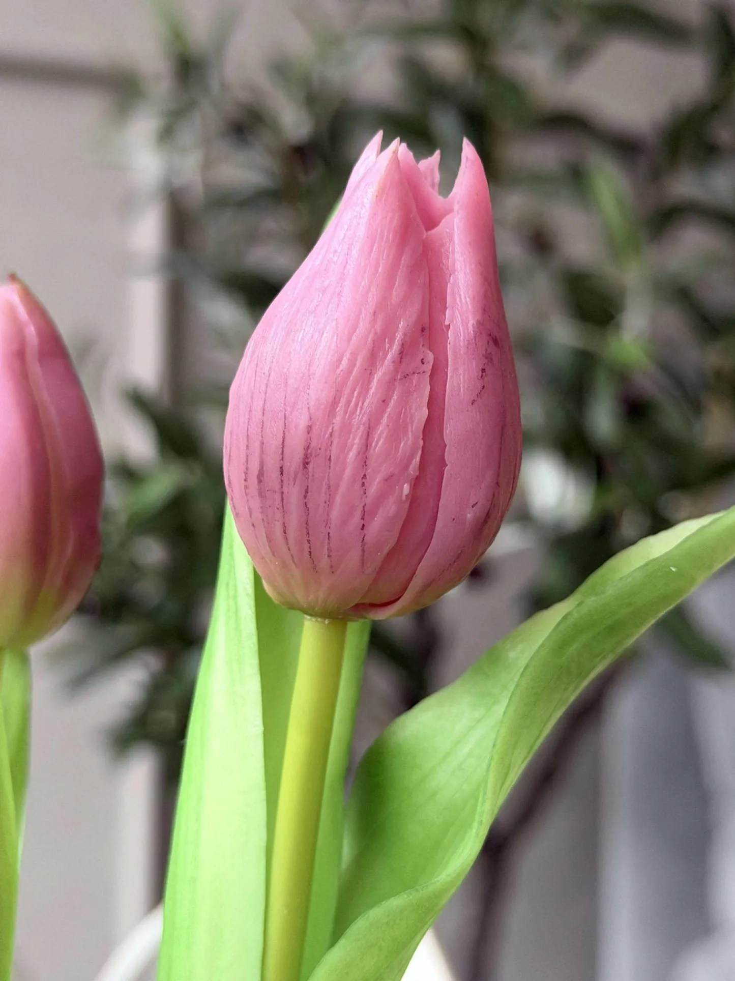 VIAMAJA Tulipan i potte - Mørk Rosa Sale