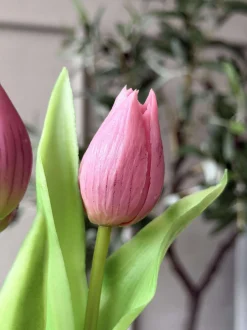 VIAMAJA Tulipan i potte - Mørk Rosa Sale