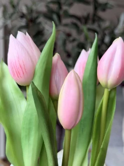 VIAMAJA Tulipan i potte - Rosa Outlet