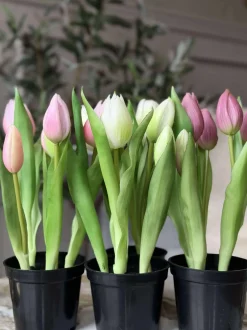 VIAMAJA Tulipan i potte - Rosa Outlet