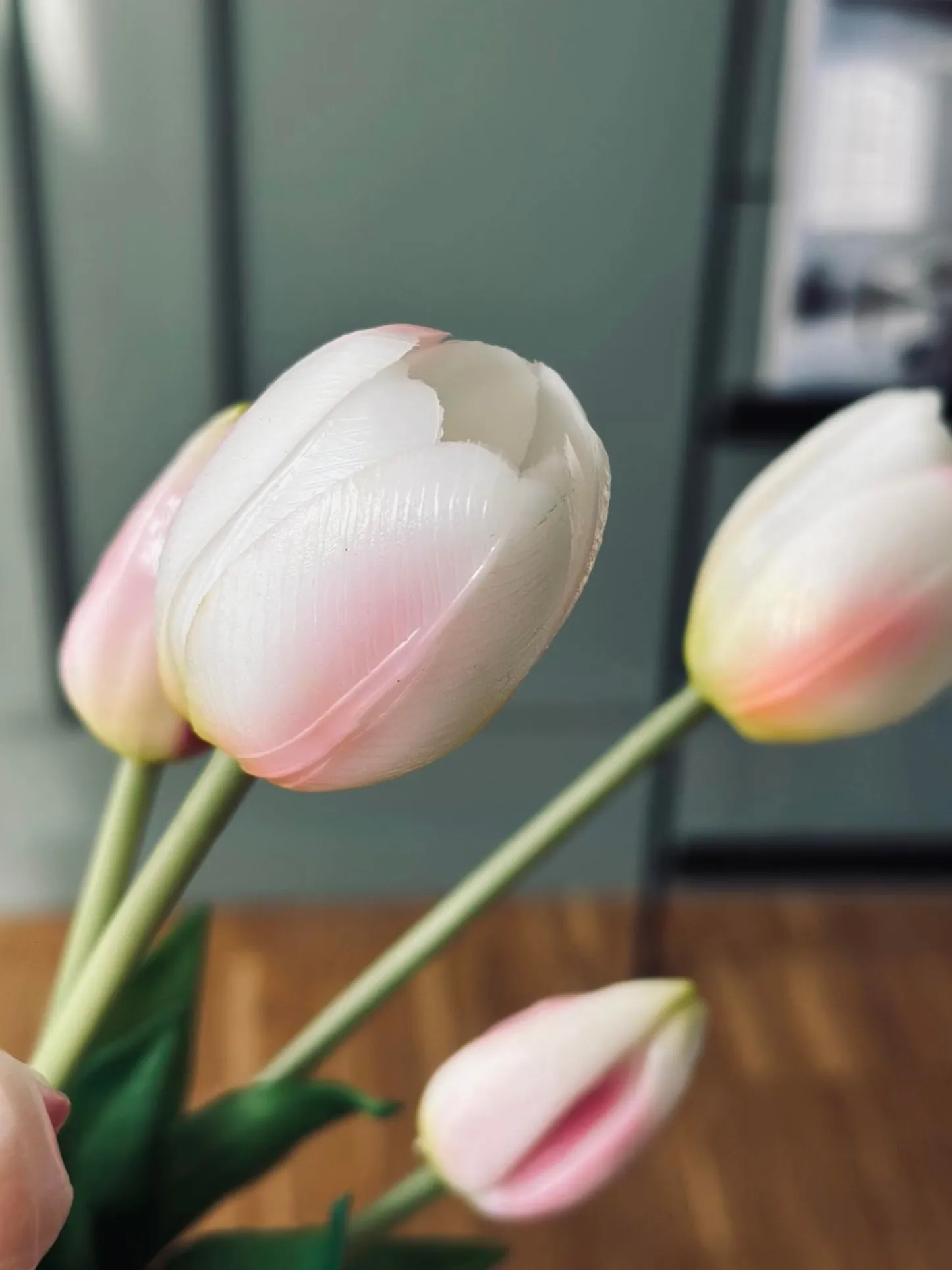 VIAMAJA Tulipaner – Flere farver New