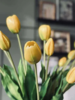 VIAMAJA Tulipaner – Flere farver New