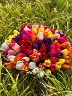 VIAMAJA Tulipaner Silke look– Flere farver Best