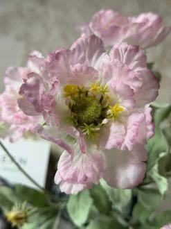 VIAMAJA Valmue stilk 62 cm - Rosa Clearance