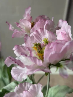 VIAMAJA Valmue stilk 62 cm - Rosa Clearance